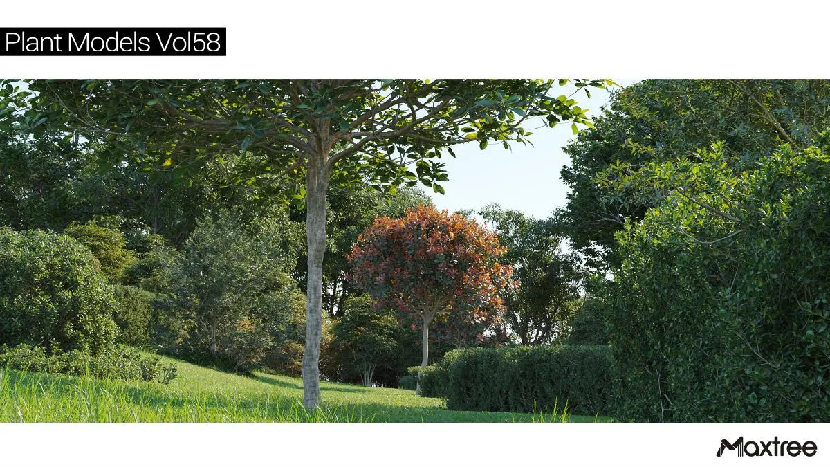 Maxtree Plant Models Vol.58
