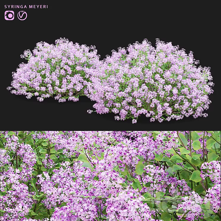 Mayers lilac bushes | Syringa meyeri 3D Model Free
