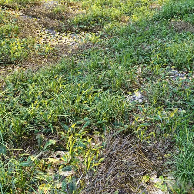 Meadow 2 with plants and grass Free Download