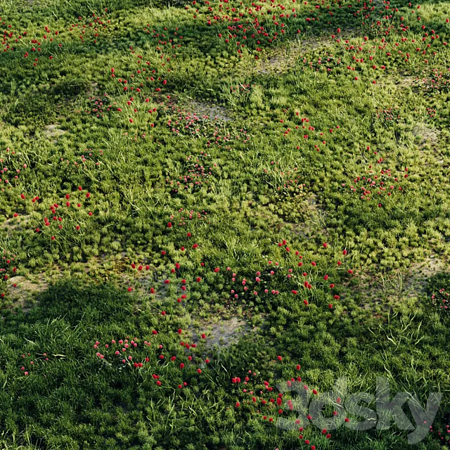 Meadow grass 2 3D Model