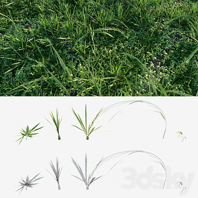 Meadow grass 3D Model