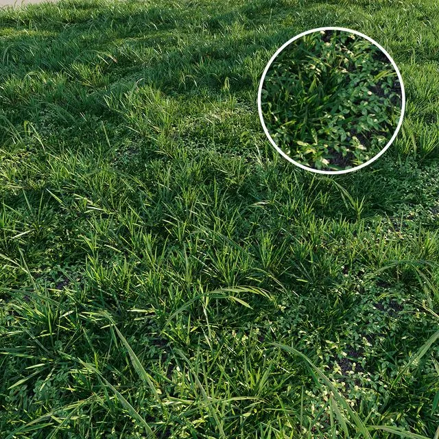 Meadow grass realistic set Free Download