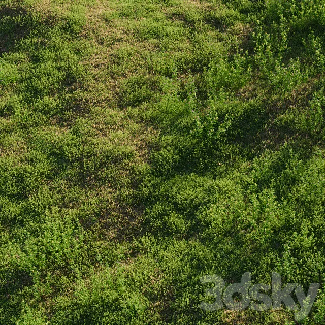 Meadow grasses: alfalfa and bluegrass (July) 3D Model