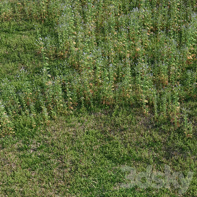 Meadow herbs: verbena and bluegrass (June) 3D Model