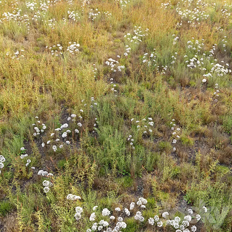Meadow_10 3D Model