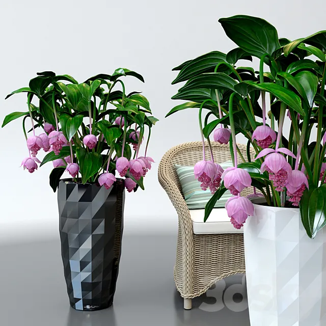 Medinilla magnificent _ Medinilla Magnifica in pots Lechuza 3DModel