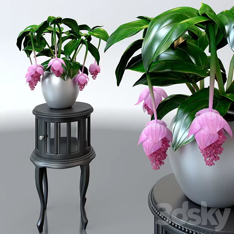 Medinilla magnificent / Medinilla Magnifica flower on a pedestal 3D Model