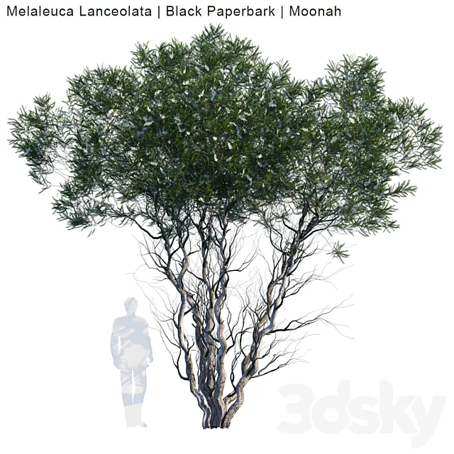 Melaleuca Lanceolata | Black Paperbark | Moonah # 1 3DModel