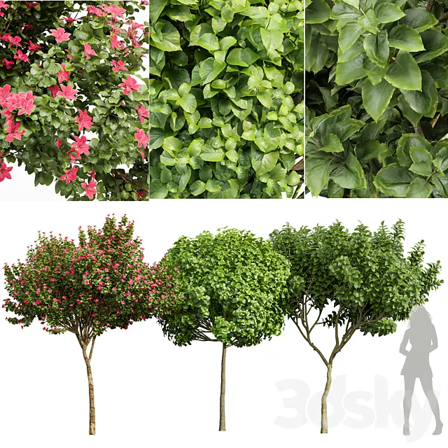 Michelia Champaca and Catalpa Bignonioides and Orchid Fragrant Flower Free Download