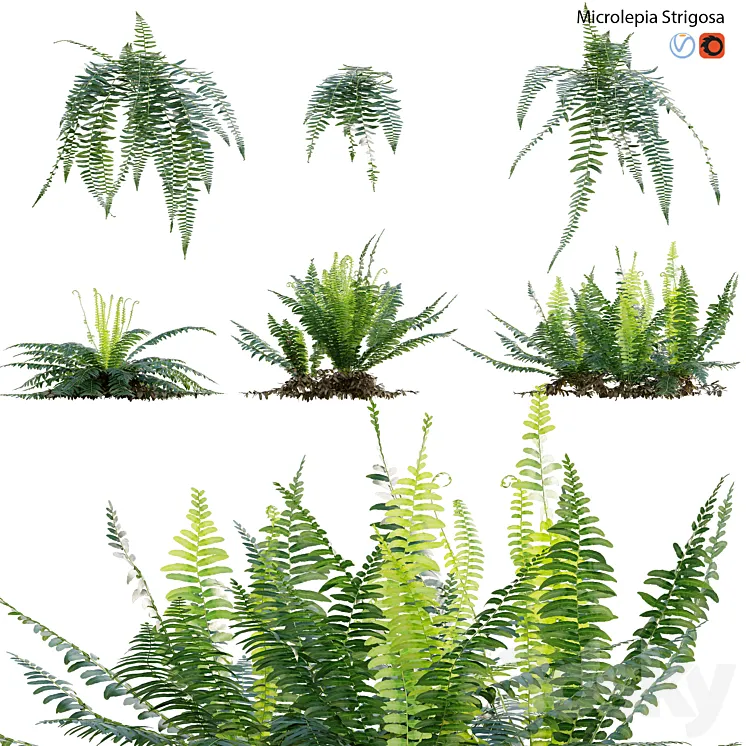 Microlepia strigosa - Fern 3D Model Free