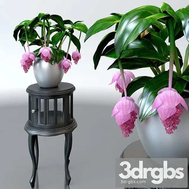 Miedinilla Vielikoliepnaia Medinilla Magnifica Na Tsvietochnoi Tumbie 3D Model Free