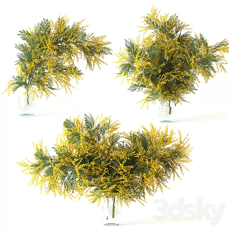 Mimosa 3D Model