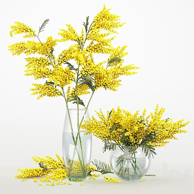Mimosa_3 3D Model