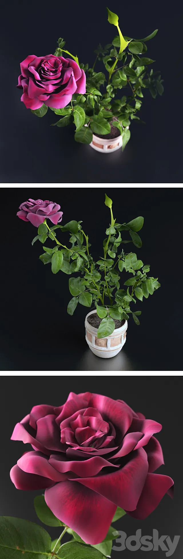 Miniature Rose 3D Model