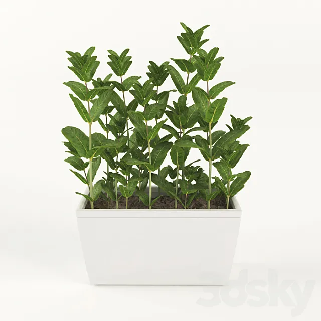 Mint in pots 3DModel