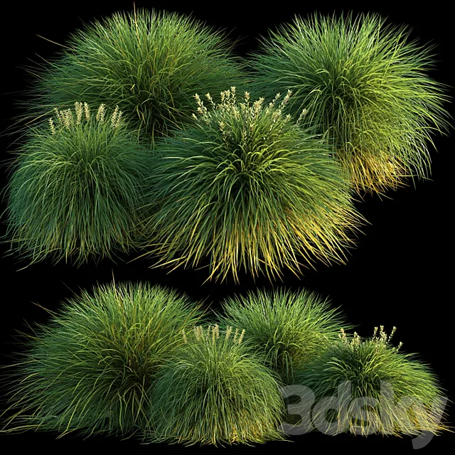 Miscanthus 3D Model