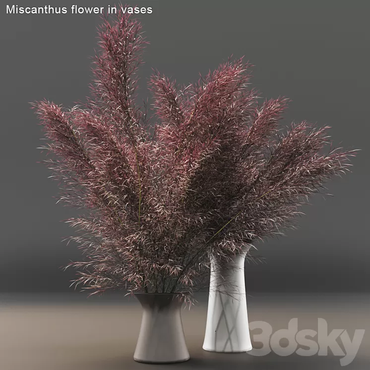 Miscanthus flower in vases 3D Model