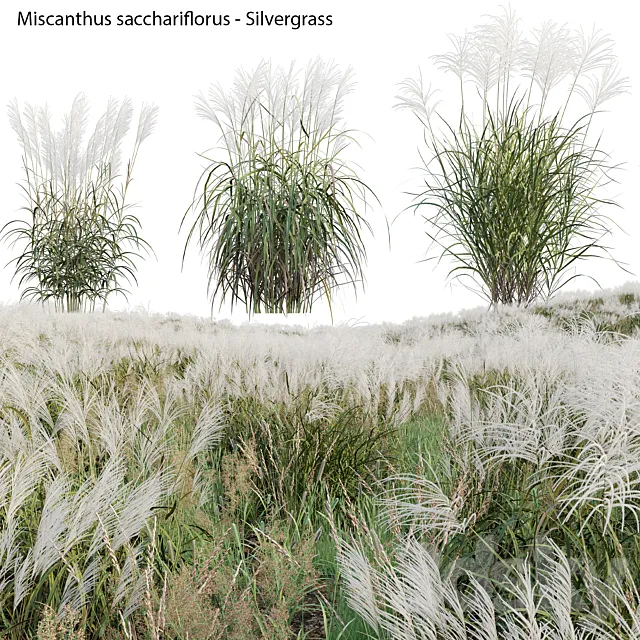 Miscanthus sacchariflorus - Silvergrass 02 3D Model