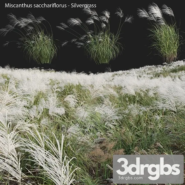Miscanthus Sacchariflorus Silvergrass 03 3D Model Free