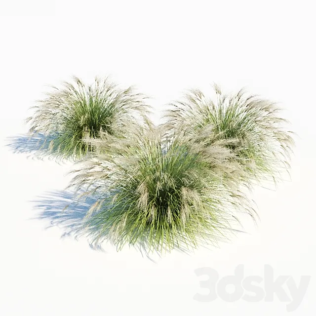 Miscanthus sinensis 3D Model