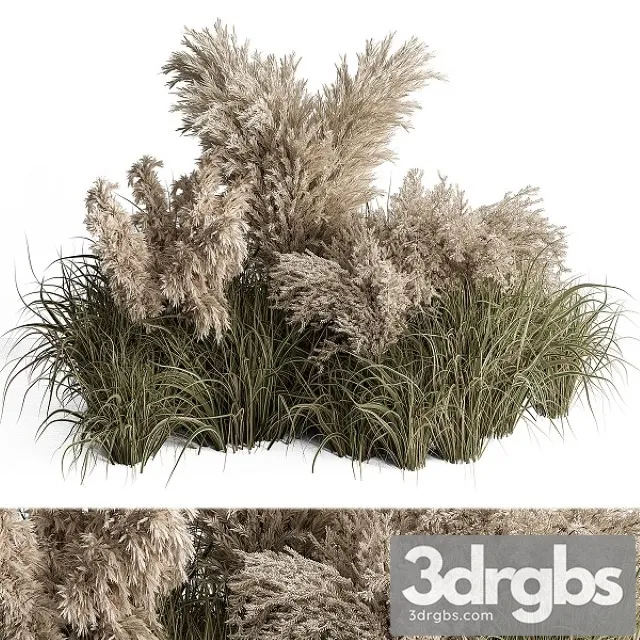 Mixed Pampas Plant Bush Set 95 3D Model Free