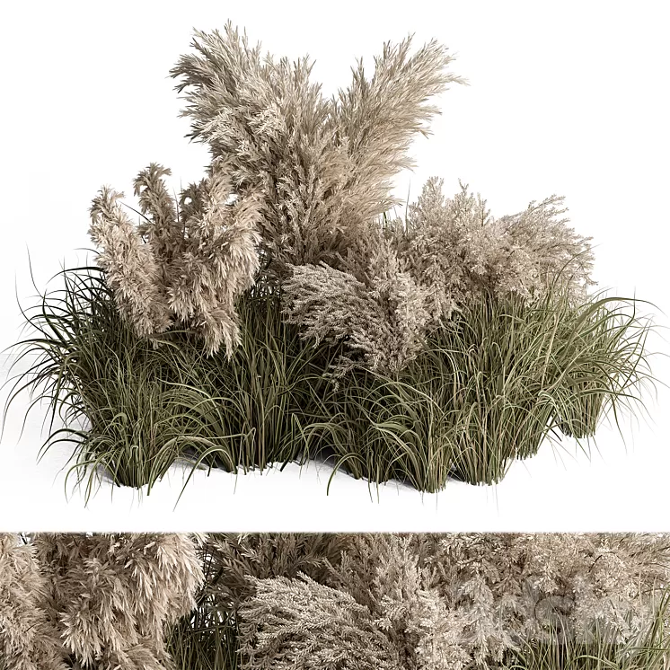 Mixed Pampas Plant Bush Set 95 3D Model Free