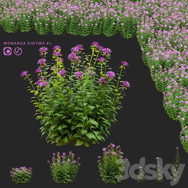 Monarda flowers | Monarda didyma #2 3D Model