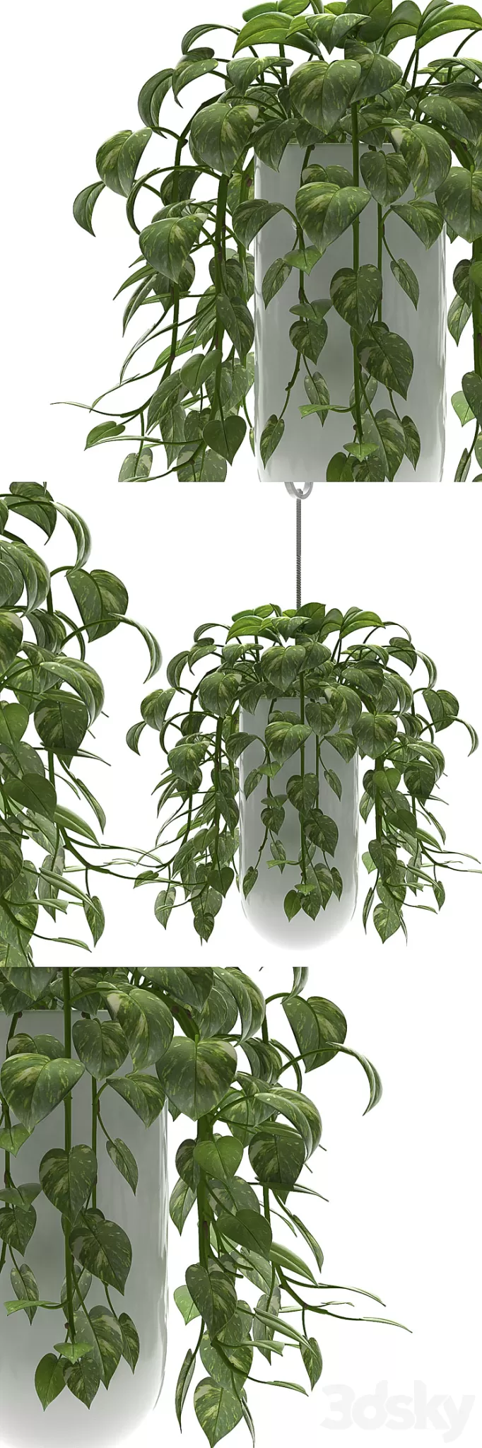 MONEY PLANTS 3D Model
