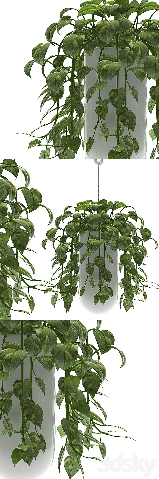 MONEY PLANTS 3DModel