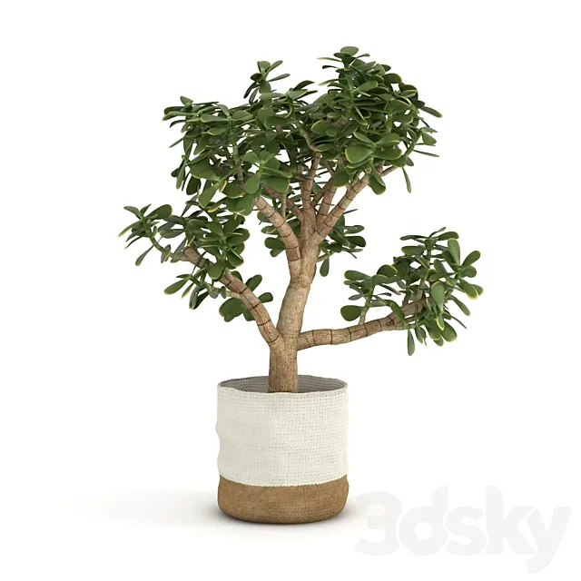 Money Tree 3D Model