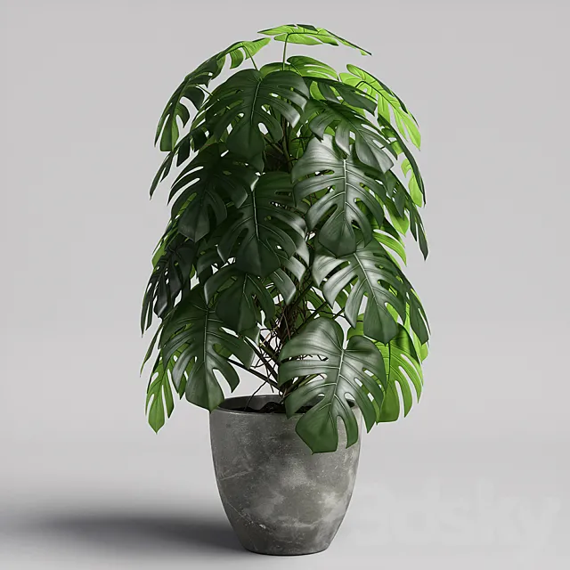 monstera 02 3D Model
