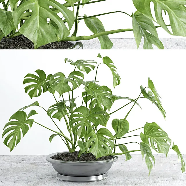 Monstera 2 3D Model
