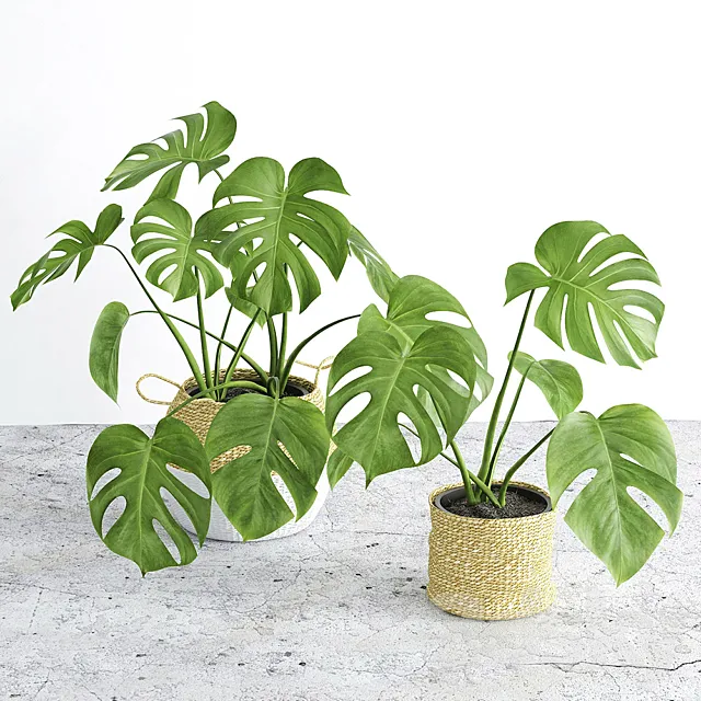 Monstera 3 3D Model