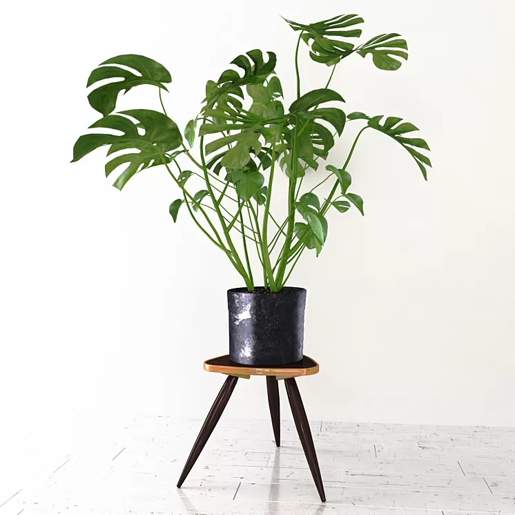 Monstera 3D Model