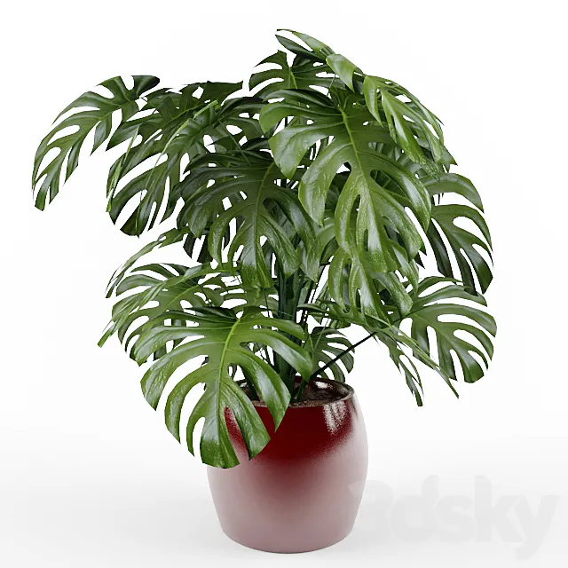 Monstera 3D Model