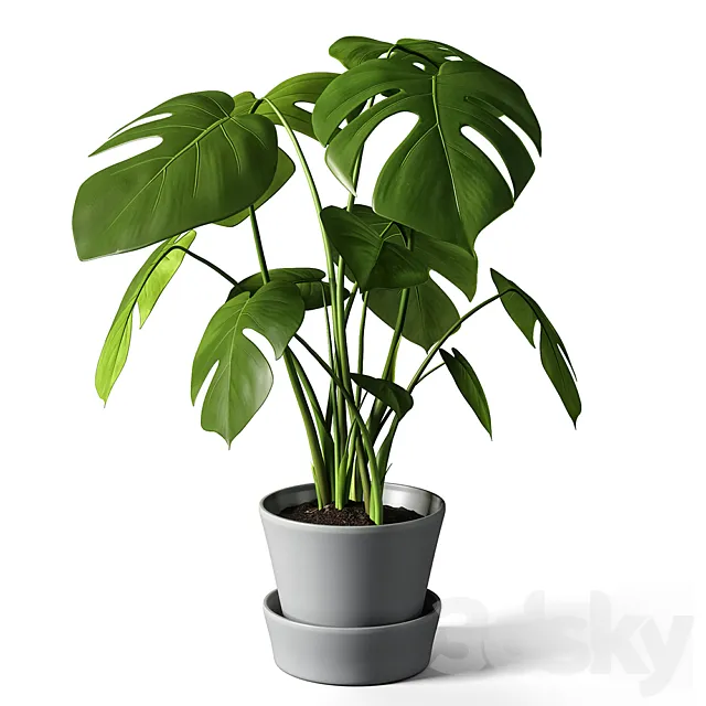 monstera 3D Model