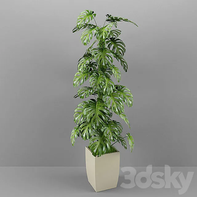 Monstera 3D Model
