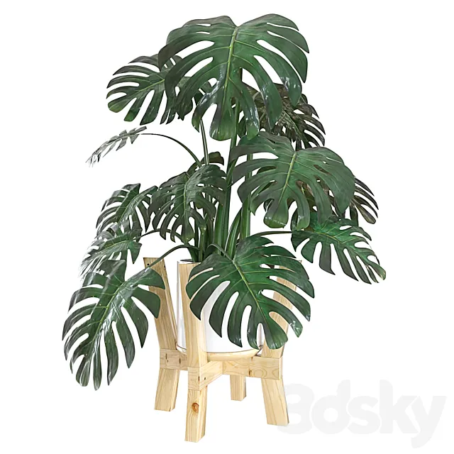 Monstera 3D Model