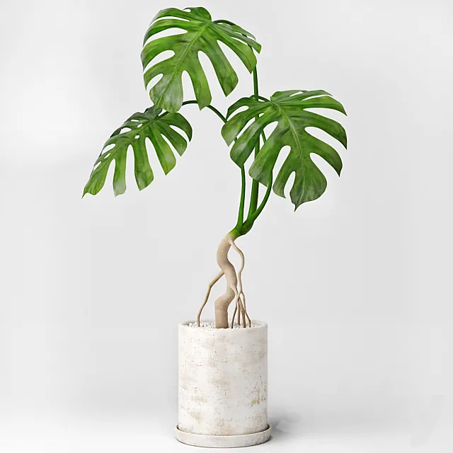 Monstera 3DModel