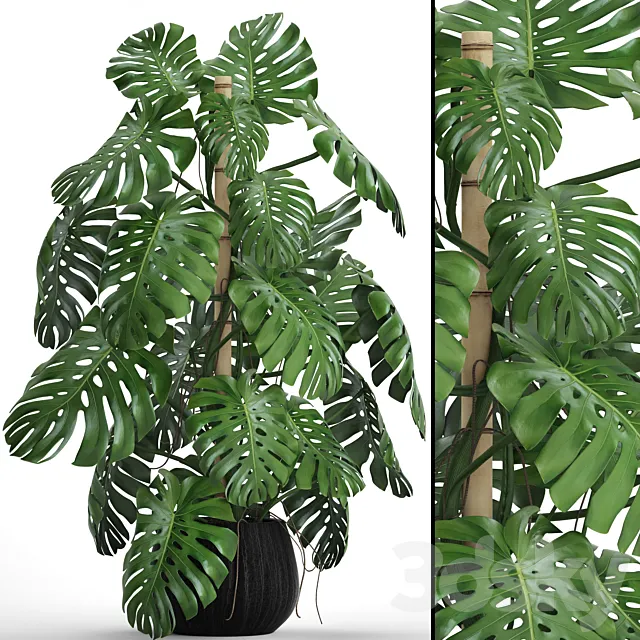 Monstera 4. monstera flower bush pot vase interior decorative Free Download