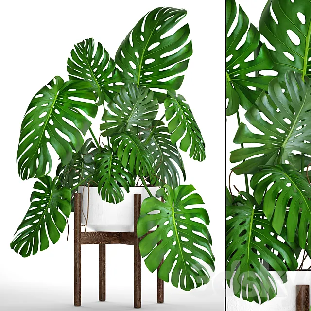 Monstera 5. Monstera in a white flowerpot pot bush decorative indoor flower 3D Model