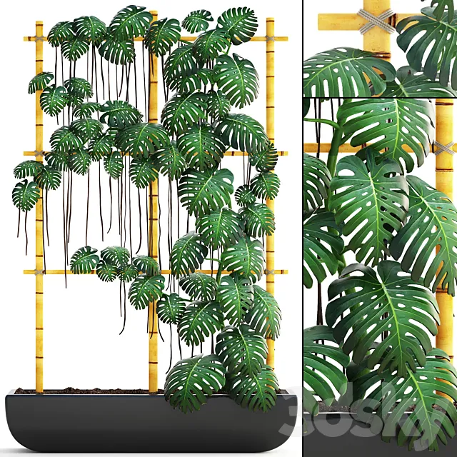 Monstera 7. vertical garden phytowall eco design monstera ornamental bush pot flowerpot 3D Model