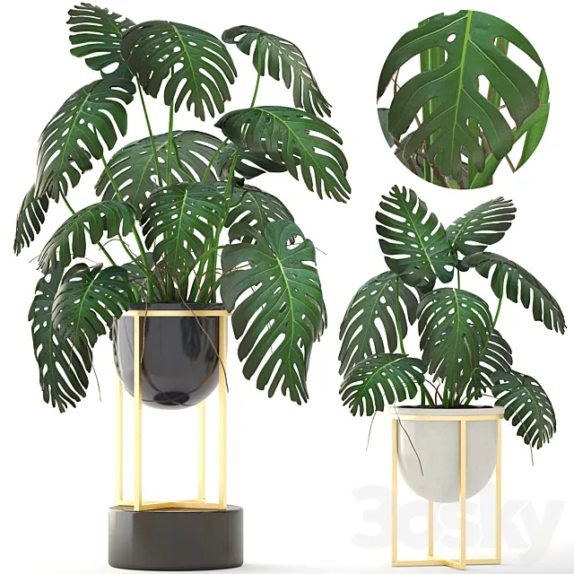 Monstera 8. Monstera. pot. flowerpot luxury. gold. bush. interior. decorative 3DModel