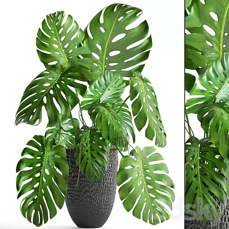 Monstera bush flower pot black flowerpot indoor interior 3D Model