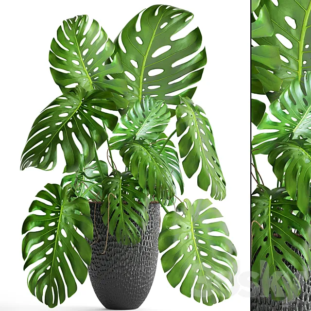 Monstera. bush. flower. pot. black flowerpot. indoor. interior 3DModel