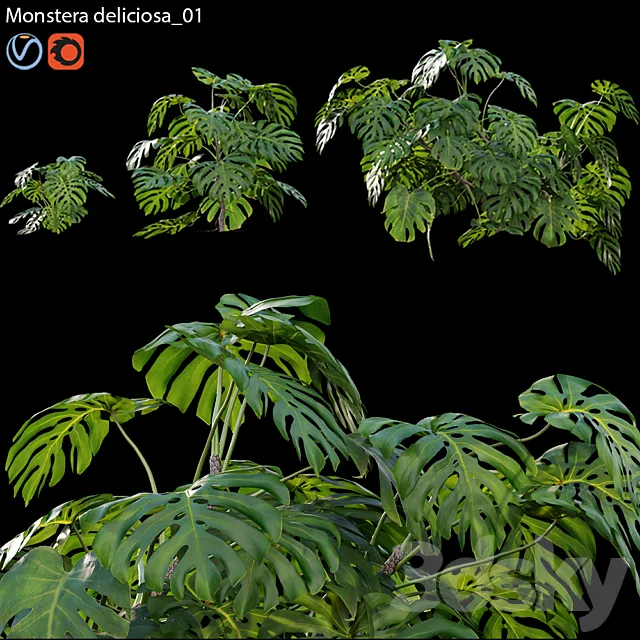 Monstera deliciosa 01 3D Model