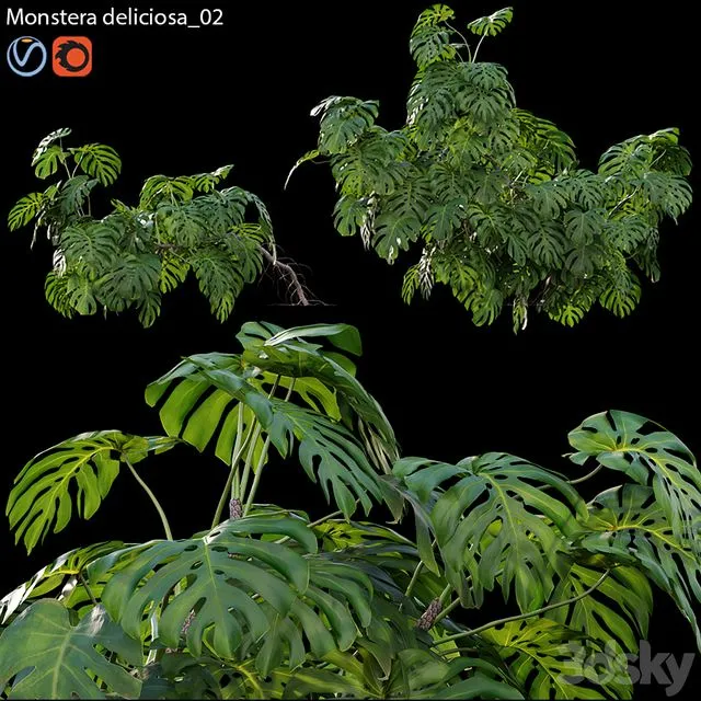 Monstera deliciosa 02 3D Model