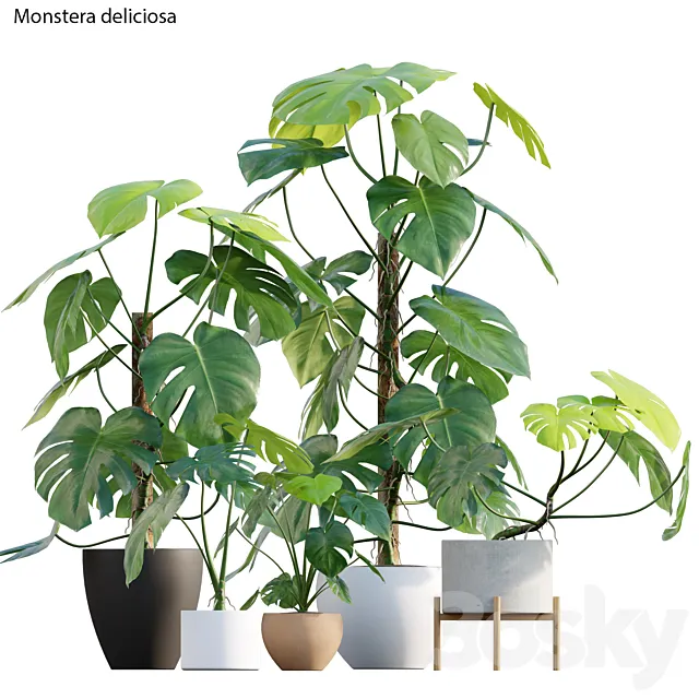 Monstera deliciosa 3D Model