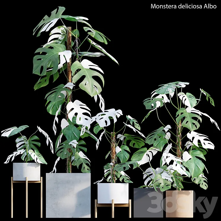 Monstera deliciosa Albo - Var 3D Model Free