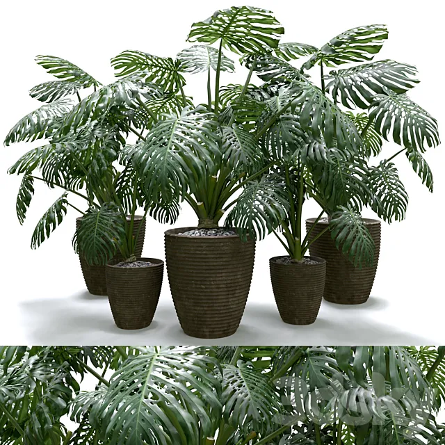 Monstera Deliciosa Plant Set 3D Model